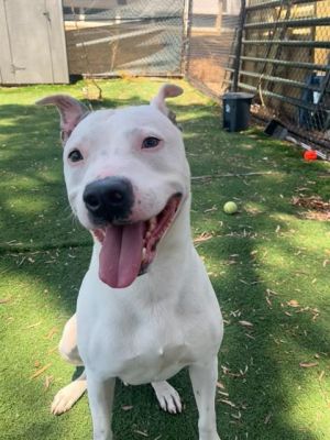 MILO, Adult Male Pit Bull Terrier