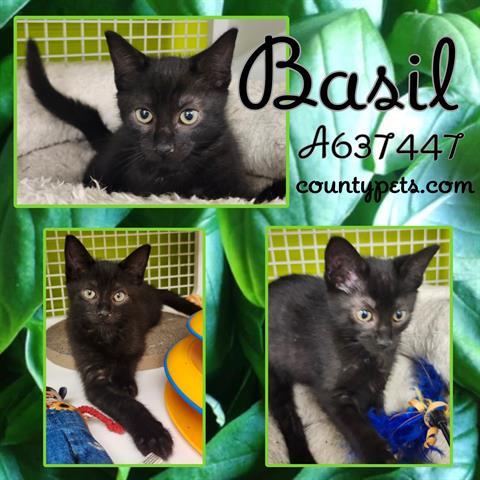 BASIL