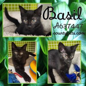 BASIL, Baby Female Domestic Short Hair