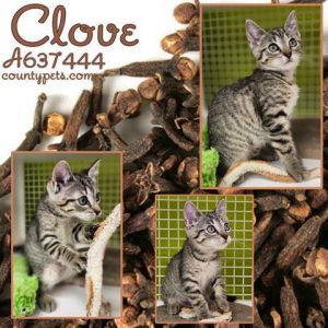 CLOVE, Baby Female Domestic Short Hair