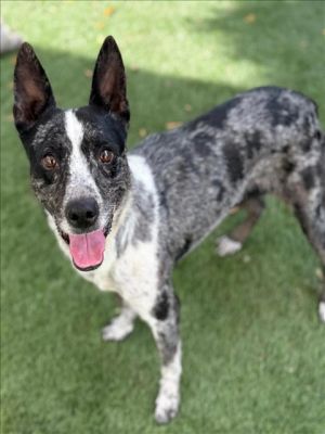 GINNY, Young Female Australian Cattle Dog / Blue Heeler