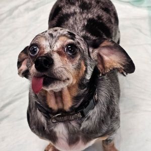 Meet the Terrific Trio Benji Tippy  Tiny - A Love Story in Fur Once upon a time in a