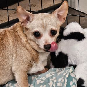 Meet the Terrific Trio Benji Tippy  Tiny - A Love Story in Fur Once upon a time in a