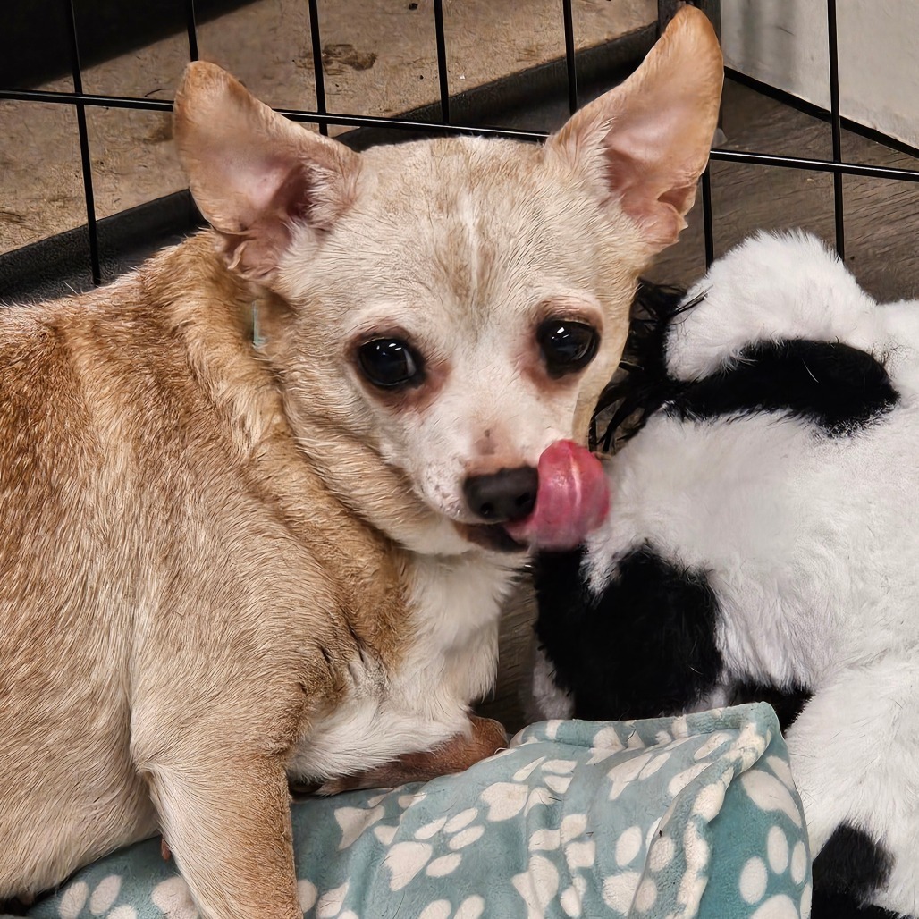 Tippy, an adoptable Chihuahua in Spokane, WA, 99202 | Photo Image 1