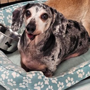 Meet the Terrific Trio Benji Tippy  Tiny - A Love Story in Fur Once upon a time in a
