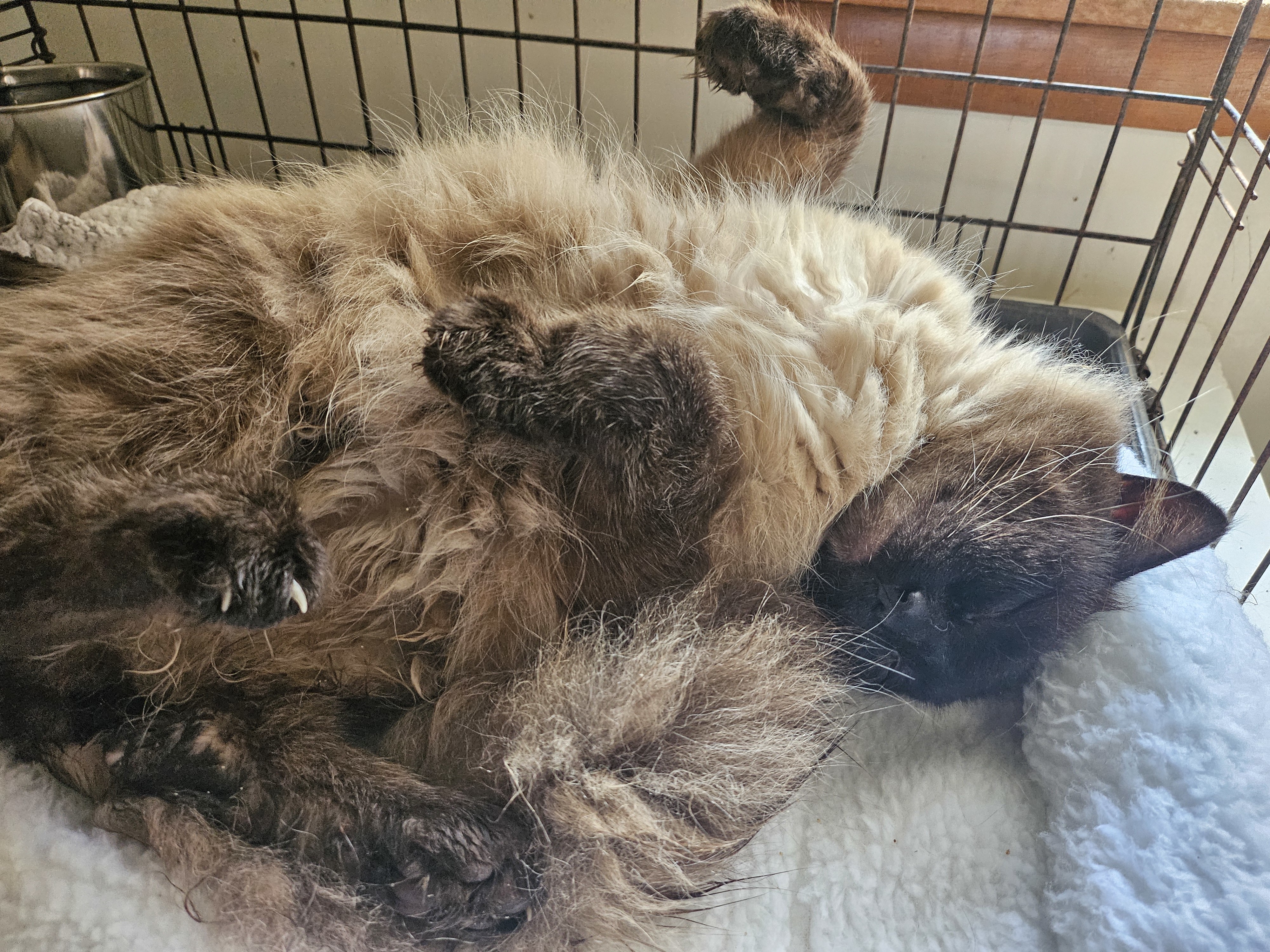 Duke of Earl, an adoptable Himalayan in Lynchburg, TN, 37352 | Photo Image 1
