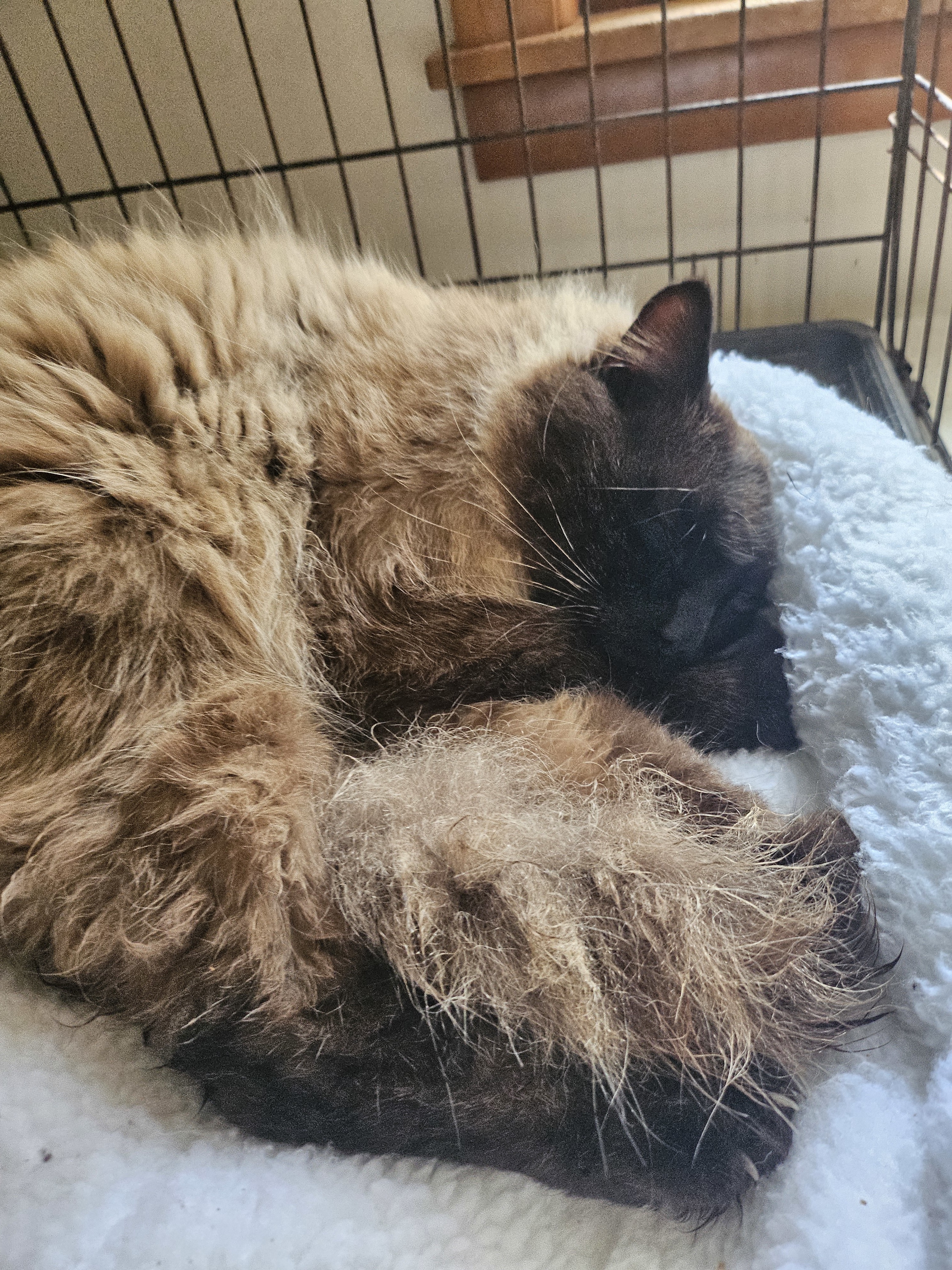 Duke of Earl, an adoptable Himalayan in Lynchburg, TN, 37352 | Photo Image 2