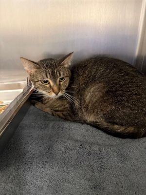 NOODLES, Adult Female Domestic Short Hair