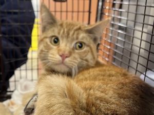 MEEKO Domestic Short Hair Cat