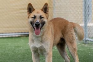 JACKSON German Shepherd Dog Dog