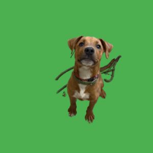 Tyson, Baby Male Labrador Retriever