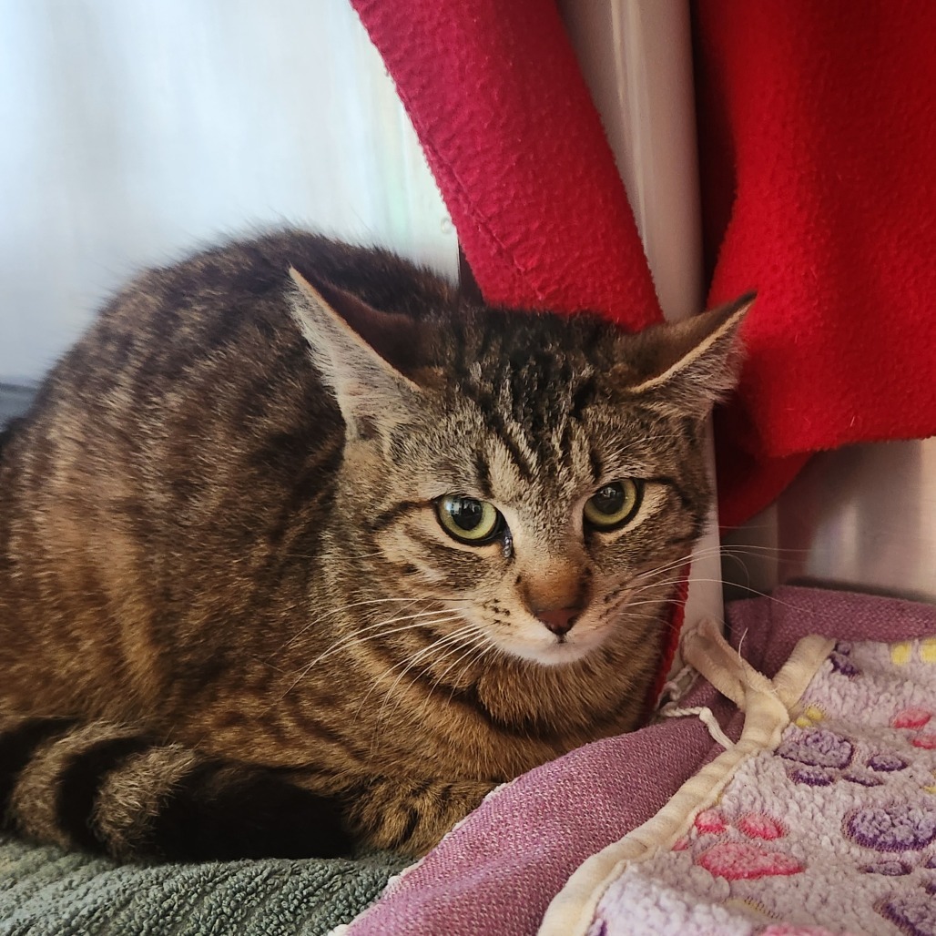 Malibu, an adoptable Domestic Short Hair in Fort Bragg, CA, 95437 | Photo Image 1