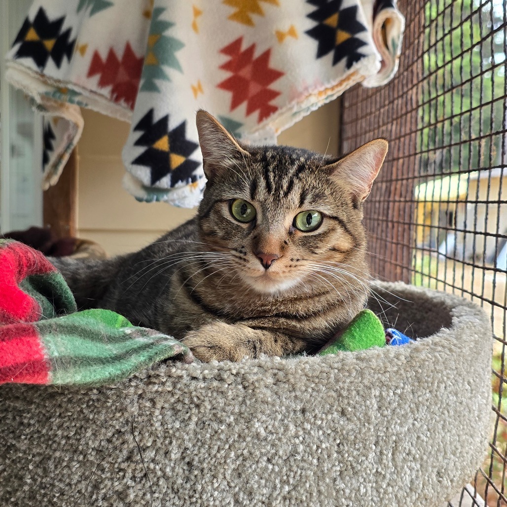 Malibu, an adoptable Domestic Short Hair in Fort Bragg, CA, 95437 | Photo Image 1
