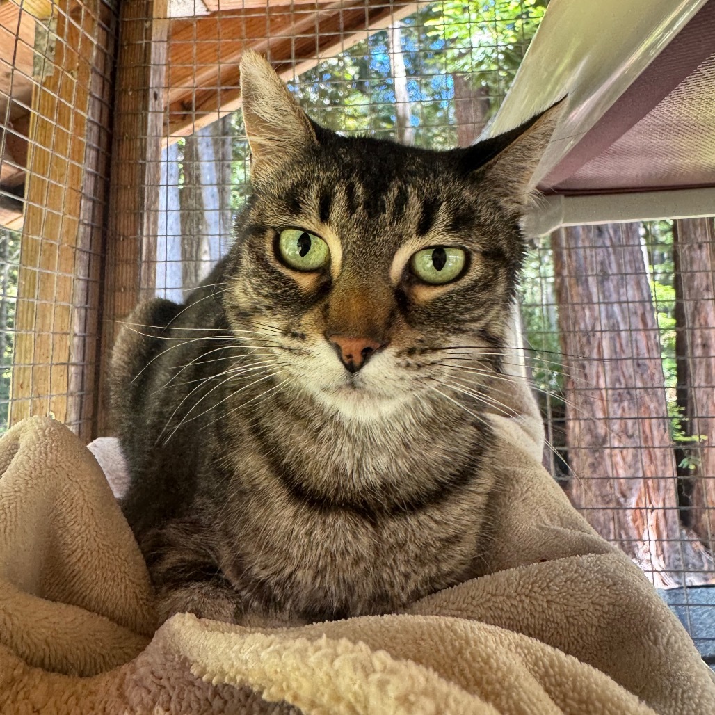 Princess Leia, an adoptable Domestic Short Hair in Fort Bragg, CA, 95437 | Photo Image 1