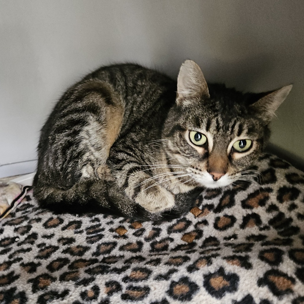 Princess Leia, an adoptable Domestic Short Hair in Fort Bragg, CA, 95437 | Photo Image 2