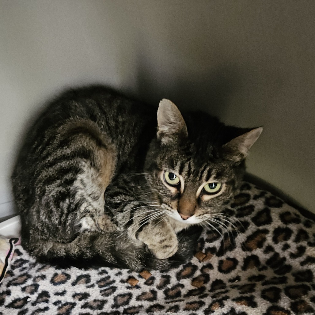 Princess Leia, an adoptable Domestic Short Hair in Fort Bragg, CA, 95437 | Photo Image 3
