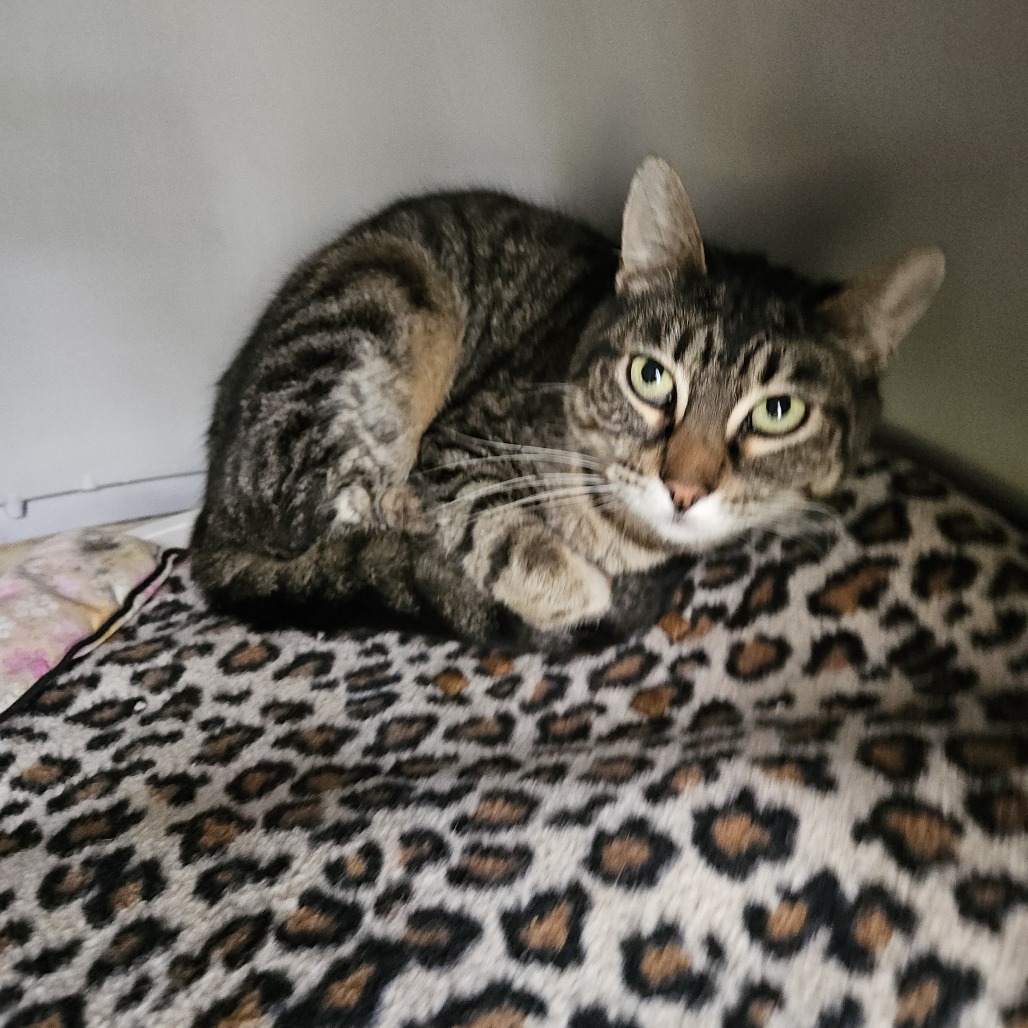 Princess Leia, an adoptable Domestic Short Hair in Fort Bragg, CA, 95437 | Photo Image 4