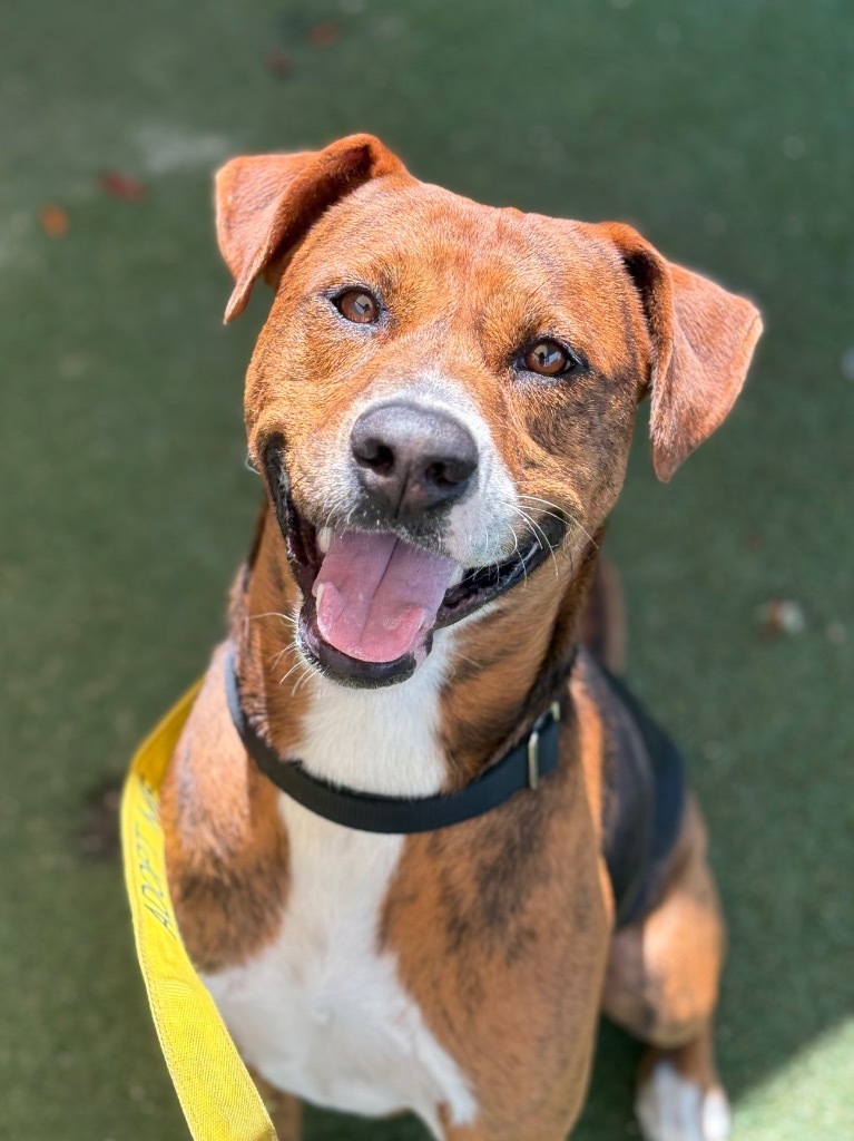 Duke, an adoptable Foxhound, Coonhound in Fort Lauderdale, FL, 33304 | Photo Image 1