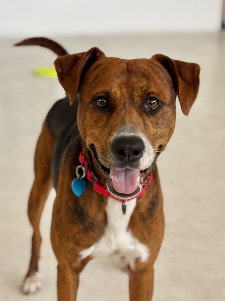 Duke, an adoptable Foxhound, Coonhound in Fort Lauderdale, FL, 33304 | Photo Image 2
