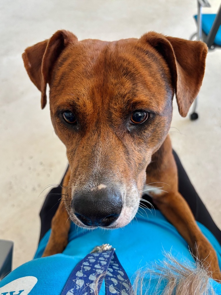 Duke, an adoptable Foxhound, Coonhound in Fort Lauderdale, FL, 33304 | Photo Image 3