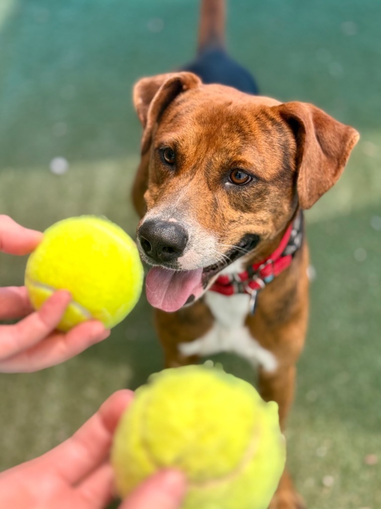 Duke, an adoptable Foxhound, Coonhound in Fort Lauderdale, FL, 33304 | Photo Image 4