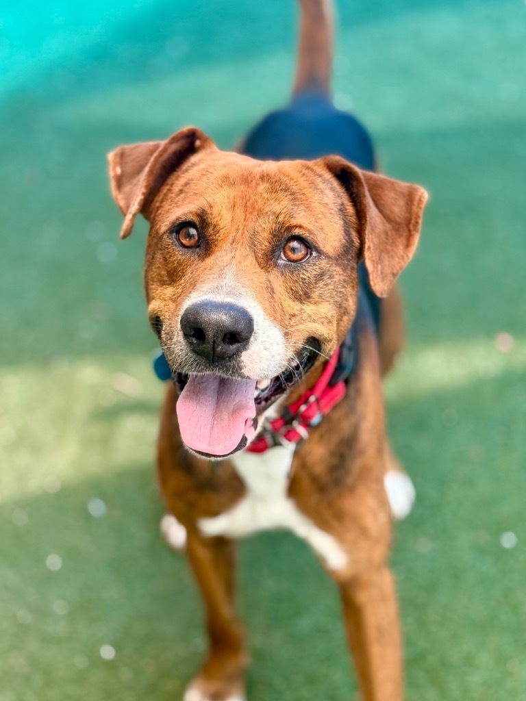 Duke, an adoptable Foxhound, Coonhound in Fort Lauderdale, FL, 33304 | Photo Image 5