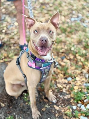 Atticus, Young Male Pit Bull Terrier