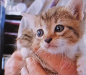 Paisley, Baby Female Domestic Short Hair