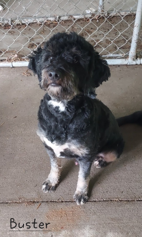 Buster, an adoptable Affenpinscher, Mixed Breed in Saint Clairsville, OH, 43950 | Photo Image 1