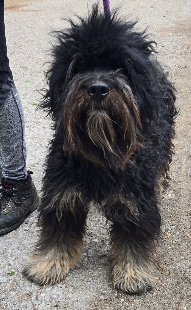 Buster, an adoptable Affenpinscher, Mixed Breed in Saint Clairsville, OH, 43950 | Photo Image 2
