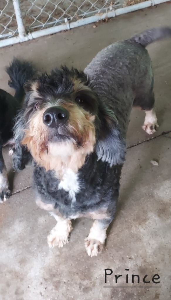 Prince, an adoptable Affenpinscher, Mixed Breed in Saint Clairsville, OH, 43950 | Photo Image 1