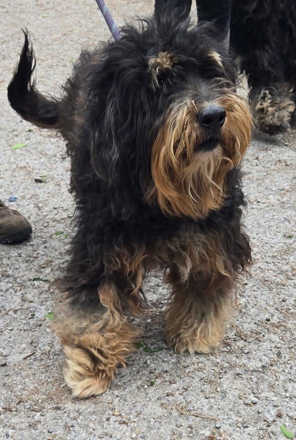 Prince, an adoptable Affenpinscher, Mixed Breed in Saint Clairsville, OH, 43950 | Photo Image 2