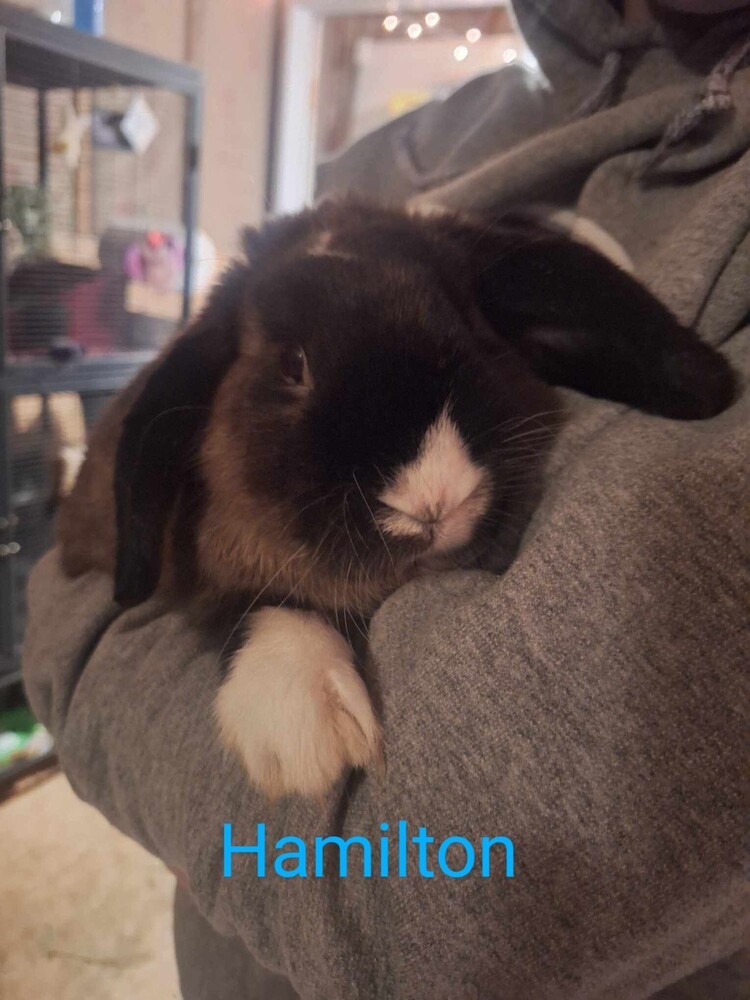Hamilton