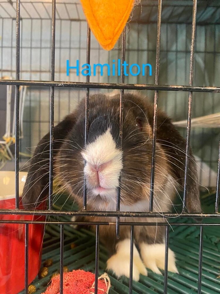 Hamilton