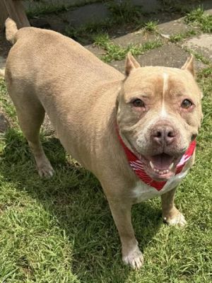 TATER TOT, Adult Female Pit Bull Terrier
