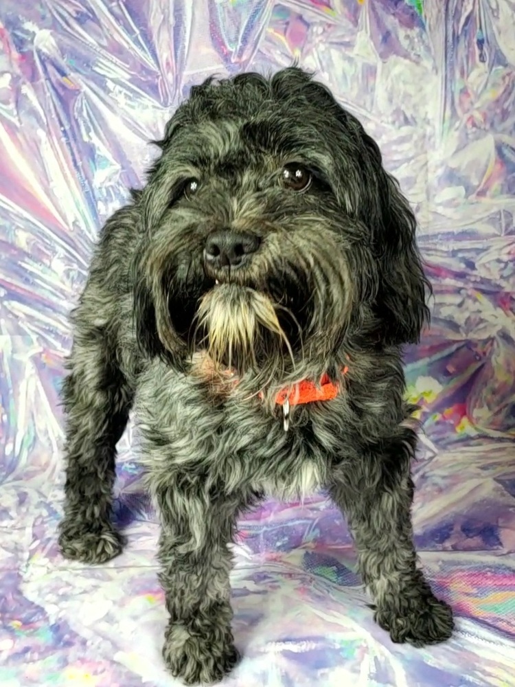 Opal, an adoptable Cockapoo in Oakland, MI, 48363 | Photo Image 1