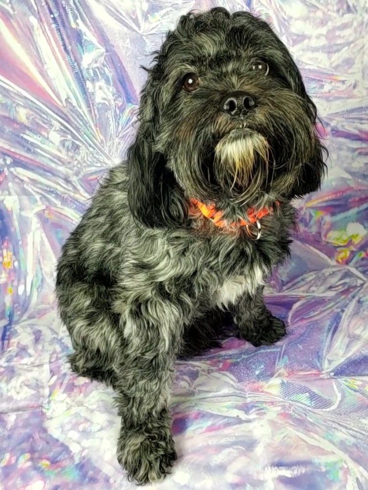Opal, an adoptable Cockapoo in Oakland, MI, 48363 | Photo Image 2