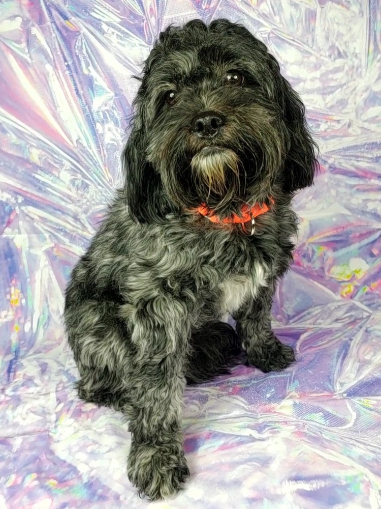 Opal, an adoptable Cockapoo in Oakland, MI, 48363 | Photo Image 3