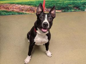 A542111, Young Male Pit Bull Terrier