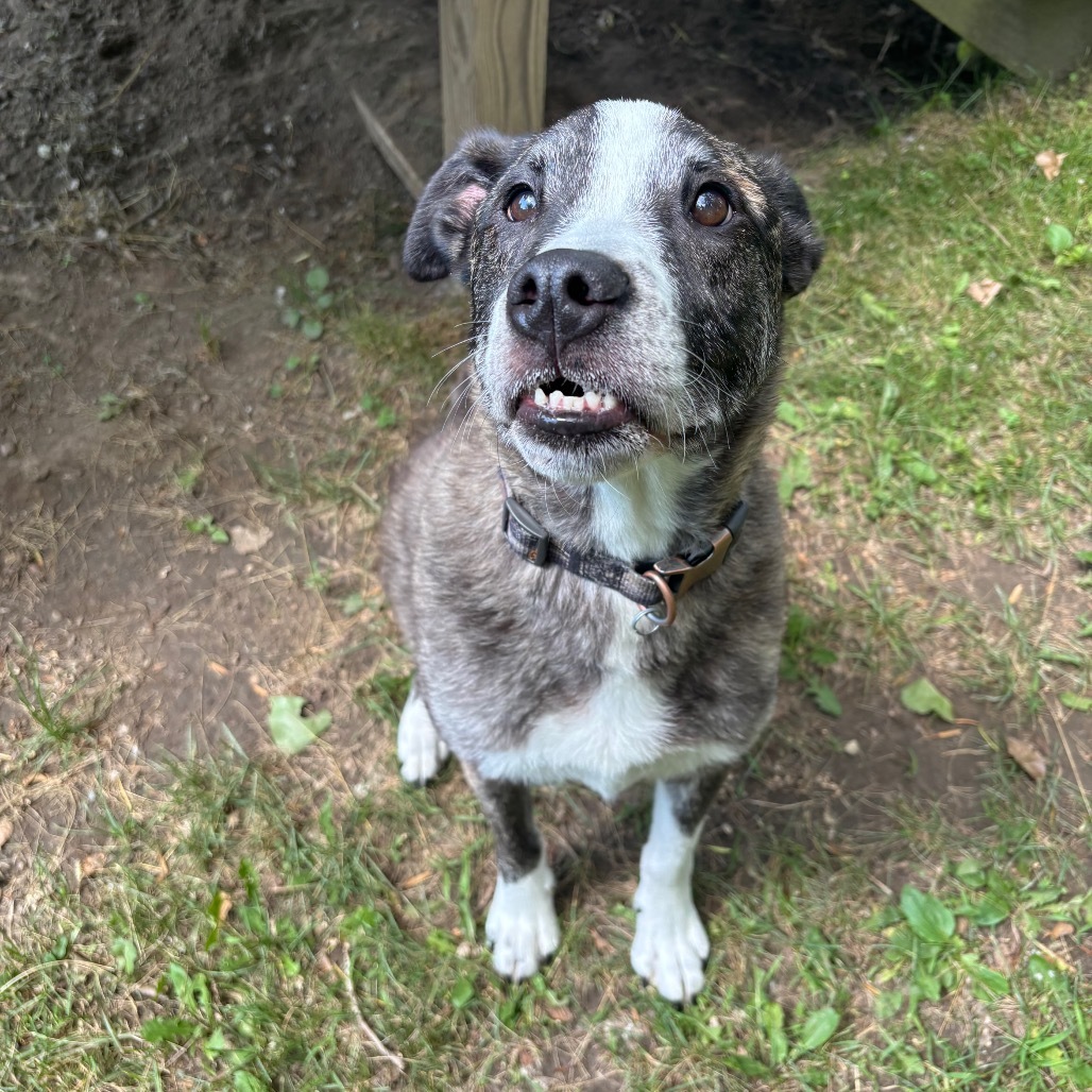 Chester