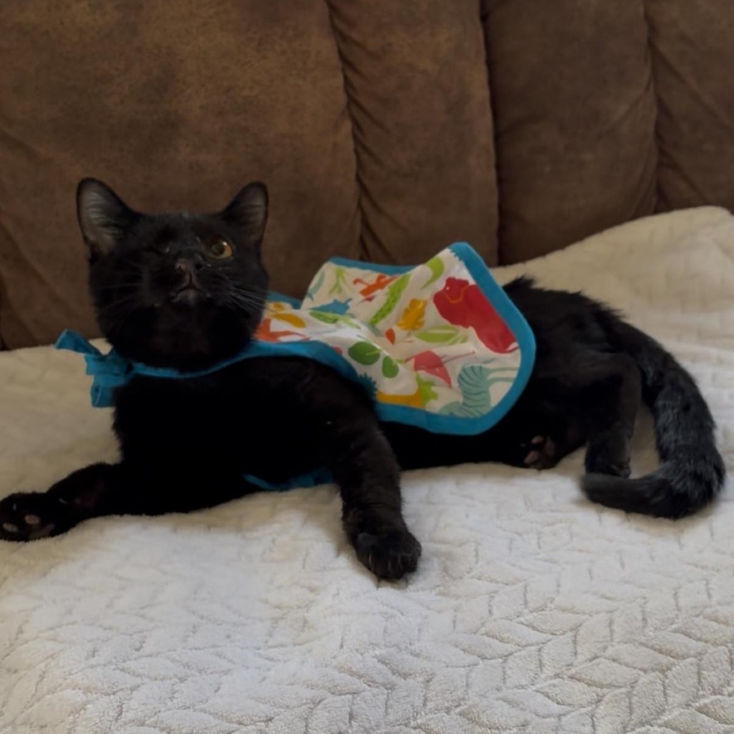Dolly Purrton-Foster