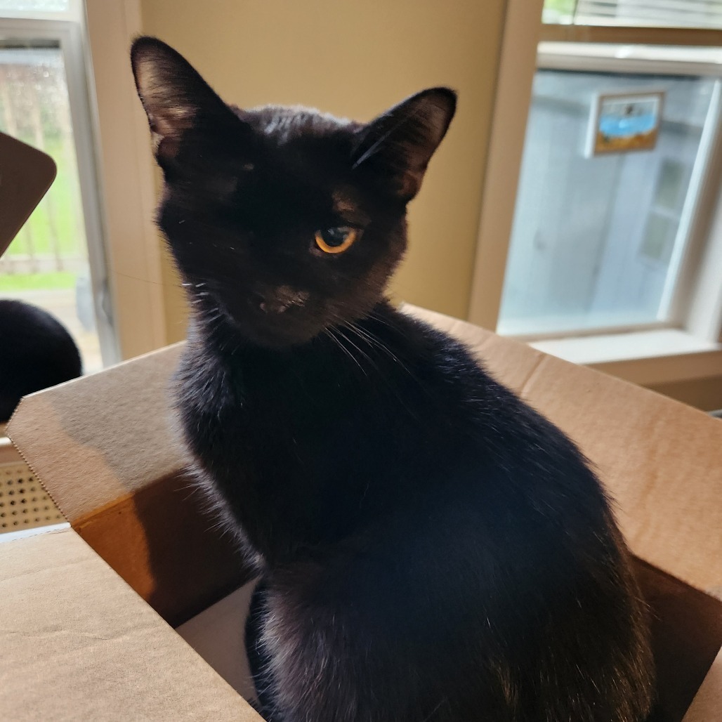 Dolly Purrton-Foster