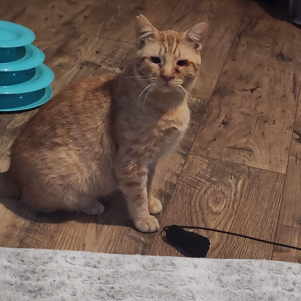 Reba CatEntire - Foster
