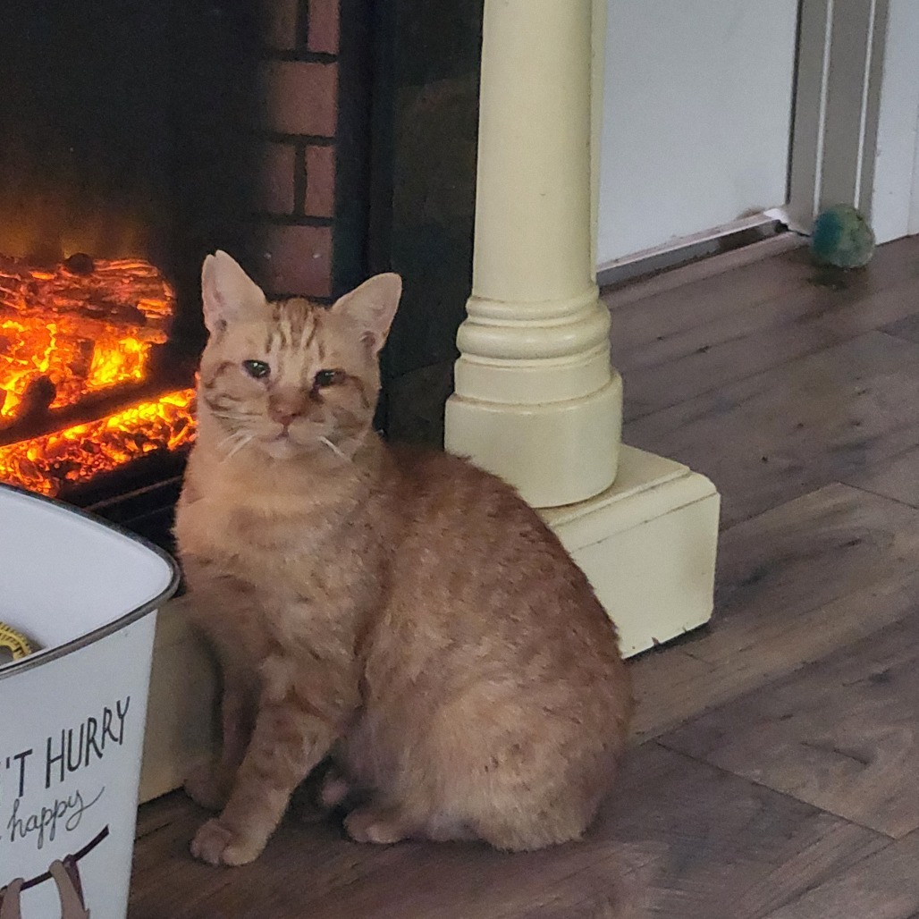 Reba CatEntire - Foster