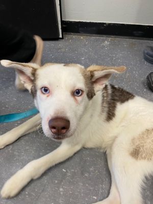 Pheonix, Young Male Husky