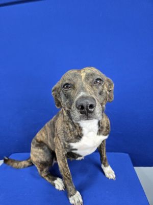 Sweet Tart, Adult Female Mixed Breed