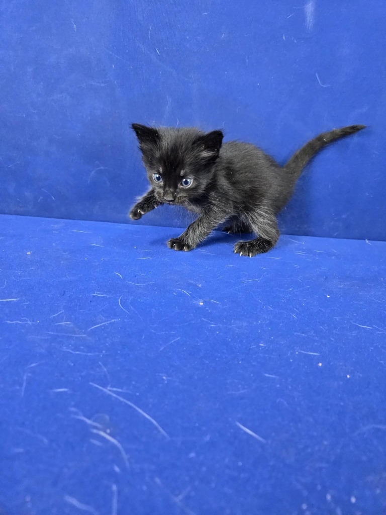 Clutch, an adoptable American Shorthair in Ruston, LA, 71270 | Photo Image 1