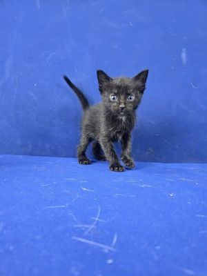 Hot Wheels, Baby Male American Shorthair