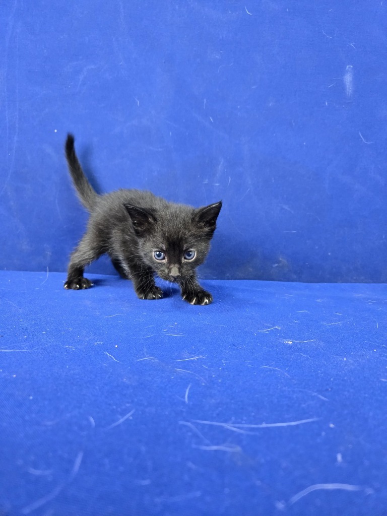 Hot Wheels, an adoptable American Shorthair in Ruston, LA, 71270 | Photo Image 2