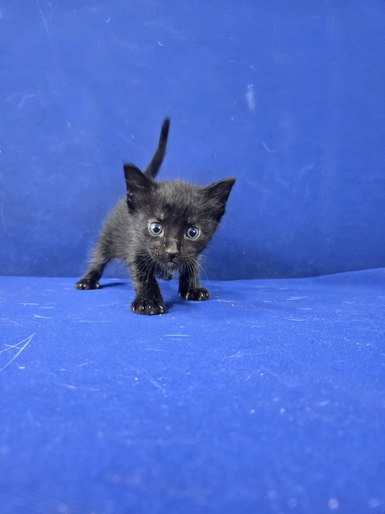 Hot Wheels, an adoptable American Shorthair in Ruston, LA, 71270 | Photo Image 3